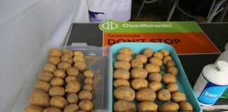 Ziemniaki w technologii Don’t Stop Grow Dont Stop Grow