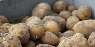 Projekt ZIEMNIAK POLSKI