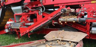 Wzrost nasadzeń ziemniaków w Północnej Europie (NEPG). Ale czy zbiory będą większe?