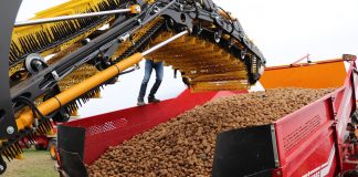 Produkcja ziemniaków w EU-04 (strefa NEPG) coraz droższa. Dobre perspektywy eksportowe ziemniaki zbiory