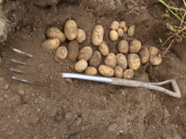 Nawadnianie kroplowe ziemniaków – czy to się opłaca?