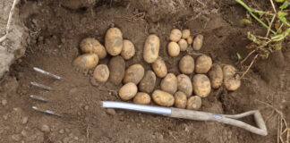 Nawadnianie kroplowe ziemniaków – czy to się opłaca?