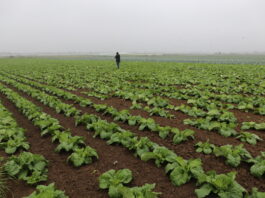 Konieczne zmiany w technologii uprawy kapustnych