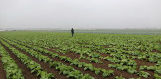 Konieczne zmiany w technologii uprawy kapustnych