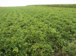 Pietruszka korzeniowa w projekcie – nawożenie i wymagania uprawowe (Marche #profesjonalnie)