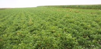 Pietruszka korzeniowa w projekcie – nawożenie i wymagania uprawowe (Marche #profesjonalnie)