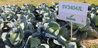 Modne odmiany kapusty na nowy sezon SV3404JL