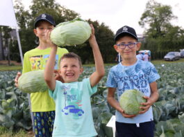 Wiedza potrzebna w uprawie kapusty dni kapusty 2023 kto wystąpi | warzywapolowe