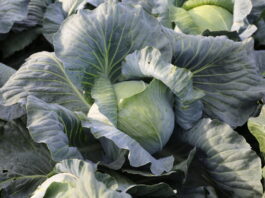 Co warto wiedzieć o uprawie odmiany Castro F1? Uniwersalna odmiana kapusty białej z Hazery. castro