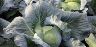 Co warto wiedzieć o uprawie odmiany Castro F1? Uniwersalna odmiana kapusty białej z Hazery. castro