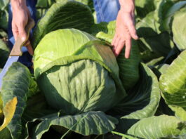 Adelco F1 – największą kapustą w Charsznicy Adelco