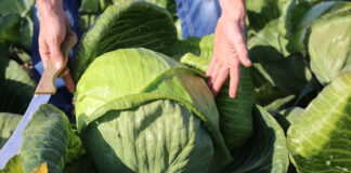 Adelco F1 – największą kapustą w Charsznicy Adelco