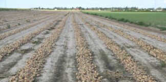 Sytuacja plantatorów cebuli w kontekście doniesień z innych krajów europejskich Podsuszanie cebuli na polu przed zbiorami