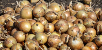 Światowy rynek cebuli w końcu września, część 1: europejscy producenci