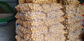 Ceny ziemniaków – przegląd rynku 5 październik 2020 ziemniaki