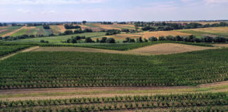 Nowe strategie i wyzwania w ochronie roślin