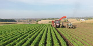 Jakie warzywa uprawiać w 2023 roku? – cz. 2