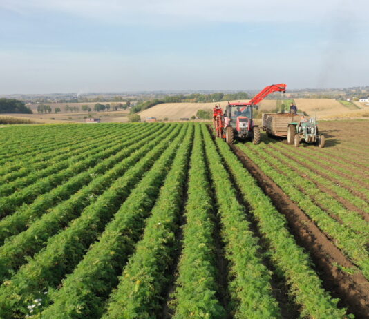 Jakie warzywa uprawiać w 2023 roku? – cz. 2