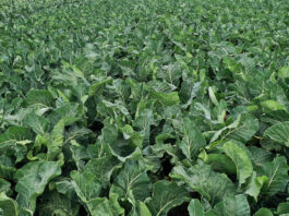 Dobra i wyrównana rozsada to szybkie i pewne zbiory