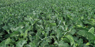 Dobra i wyrównana rozsada to szybkie i pewne zbiory