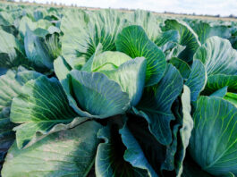 Plonowanie i jakość kapusty głowiastej a nawożenie mikroelementami (cz. I)