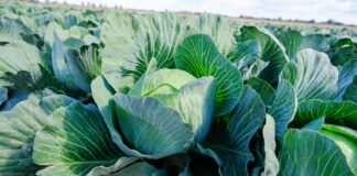 Plonowanie i jakość kapusty głowiastej a nawożenie mikroelementami (cz. I)