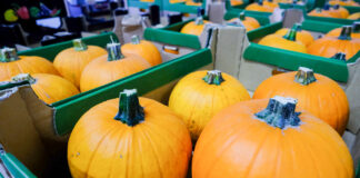 Dynia piżmowa – uprawa, nawóz. Jak hodowac? Kiedy sadzić? Kiedy siać? Jak rośnie?