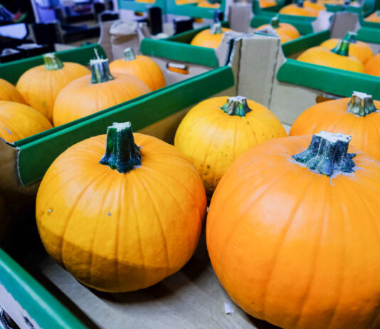 Dynia piżmowa – uprawa, nawóz. Jak hodowac? Kiedy sadzić? Kiedy siać? Jak rośnie?