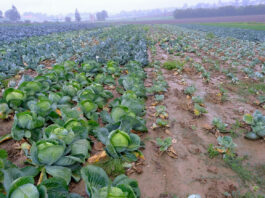 Kiła kapusty – profilaktyka, zwalczanie i odmiany kiła kapusty