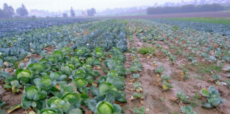 Kiła kapusty – profilaktyka, zwalczanie i odmiany kiła kapusty