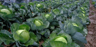 Kapusta bez chorób i szkodników – to jest możliwe! Kilaplon - tak plonował na polu porażonym przez kiłę kapusty
