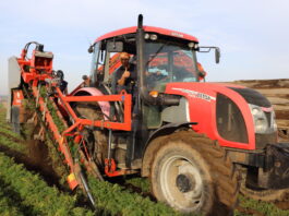 Zbiór marchwi odmiany Norway do przechowywania