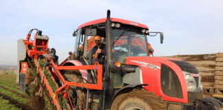 Zbiór marchwi odmiany Norway do przechowywania