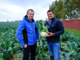 Kalafiorowa kampania w październiku. Jakie odmiany wychodzą najlepiej?