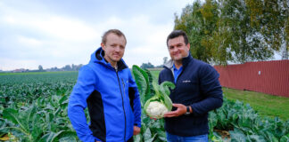 Kalafiorowa kampania w październiku. Jakie odmiany wychodzą najlepiej?