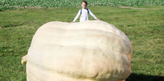 Największe dynie 2020 i inne warzywa giganty na festiwalu w Kurówku największa dynia | warzywapolowe