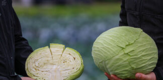 Odmiany kapust 2020 na charsznickich polach. Syngenta zaprasza na film z poletek