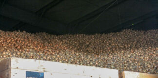 Czy cebula będzie się dobrze sprzedawać w tym sezonie?