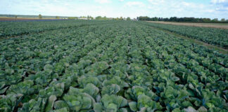 Podsumowanie sezonu 2020 w uprawie kapusty głowiastej. FILM