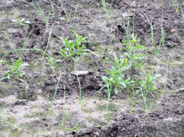 Cebula zimująca na Kujawach – koniec listopada 2020