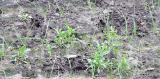 Cebula zimująca na Kujawach – koniec listopada 2020