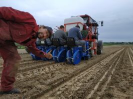 Kalafiory na świeży rynek. To był dobry wybór