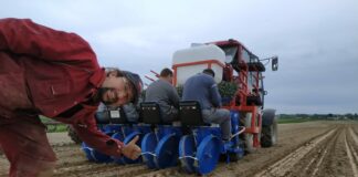 Kalafiory na świeży rynek. To był dobry wybór