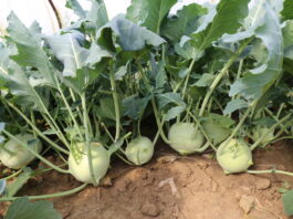 Nowości w uprawie kalarepy
