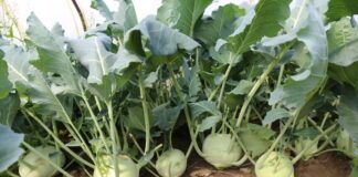 Nowości w uprawie kalarepy