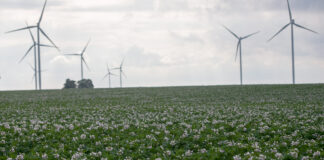 Sezon 2020 w ochronie ziemniaków. Rozmowa z ekspertem