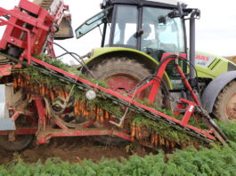 Maszynowy zbiór dwóch odmian marchwi