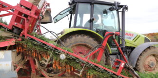 Maszynowy zbiór dwóch odmian marchwi