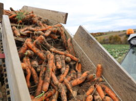 Rynek marchwi kompletnie zapchany