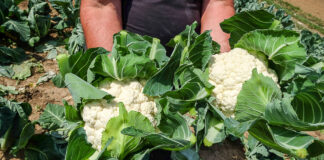 Wczesne kalafiory. Czy mamy odmiany idealne? kalafior odmiany